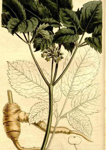 Reproducción/Reproduction 35039272081: Curtis's botanical magazine.. London ; New York [etc.] :Academic Press [etc.]