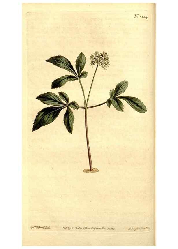 Reproducción/Reproduction 35039273371: Curtis's botanical magazine.. London ; New York [etc.] :Academic Press [etc.]