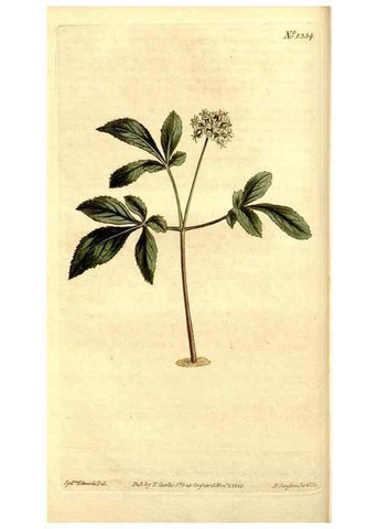 Reproducción/Reproduction 35039273371: Curtis's botanical magazine.. London ; New York [etc.] :Academic Press [etc.]