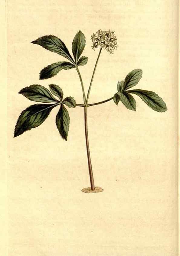 Reproducción/Reproduction 35039273371: Curtis's botanical magazine.. London ; New York [etc.] :Academic Press [etc.]
