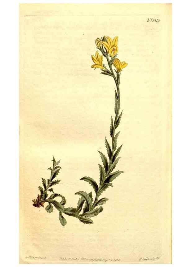 Reproducción/Reproduction 34324981924: Curtis's botanical magazine.. London ; New York [etc.] :Academic Press [etc.]
