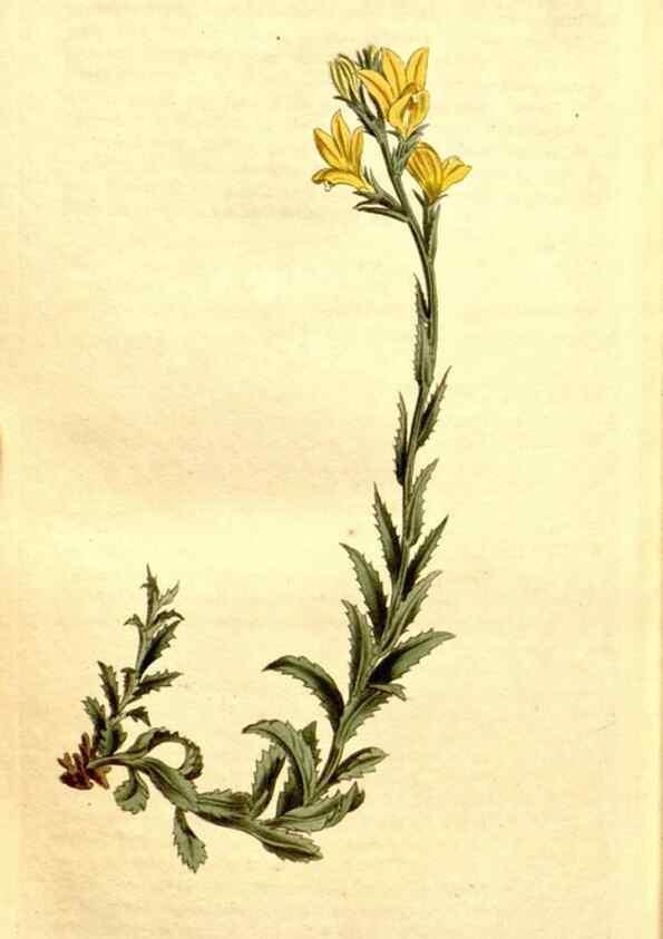Reproducción/Reproduction 34324981924: Curtis's botanical magazine.. London ; New York [etc.] :Academic Press [etc.]
