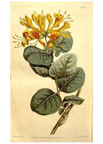 Reproducción/Reproduction 34360361723: Curtis's botanical magazine.. London ; New York [etc.] :Academic Press [etc.]