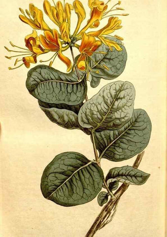 Reproducción/Reproduction 34360361723: Curtis's botanical magazine.. London ; New York [etc.] :Academic Press [etc.]