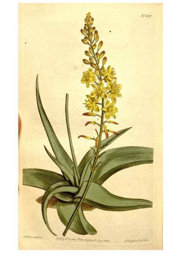 Reproducción/Reproduction 34783438820: Curtis's botanical magazine.. London ; New York [etc.] :Academic Press [etc.]