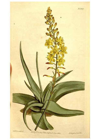 Reproducción/Reproduction 34783438820: Curtis's botanical magazine.. London ; New York [etc.] :Academic Press [etc.]
