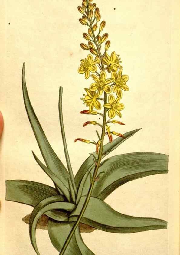 Reproducción/Reproduction 34783438820: Curtis's botanical magazine.. London ; New York [etc.] :Academic Press [etc.]