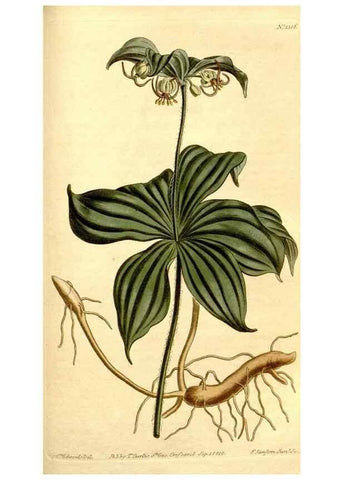 Reproducción/Reproduction 34360355413: Curtis's botanical magazine.. London ; New York [etc.] :Academic Press [etc.]