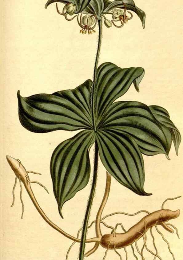 Reproducción/Reproduction 34360355413: Curtis's botanical magazine.. London ; New York [etc.] :Academic Press [etc.]