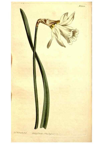 Reproducción/Reproduction 35039148521: Curtis's botanical magazine.. London ; New York [etc.] :Academic Press [etc.]