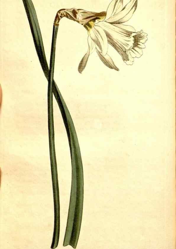 Reproducción/Reproduction 35039148521: Curtis's botanical magazine.. London ; New York [etc.] :Academic Press [etc.]