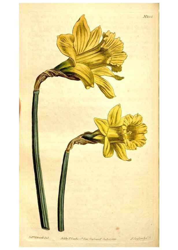 Reproducción/Reproduction 35039151551: Curtis's botanical magazine.. London ; New York [etc.] :Academic Press [etc.]