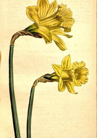 Reproducción/Reproduction 35039151551: Curtis's botanical magazine.. London ; New York [etc.] :Academic Press [etc.]