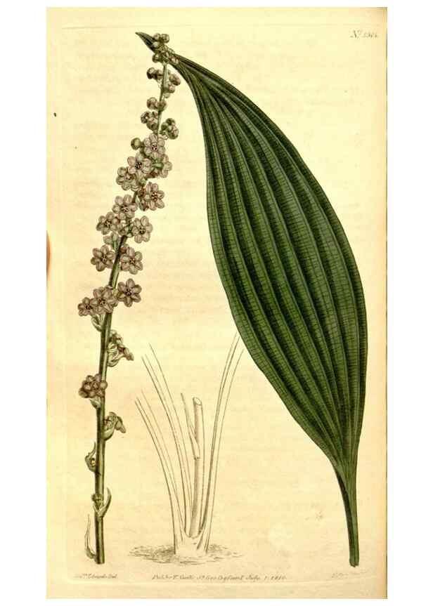 Reproducción/Reproduction 35129957536: Curtis's botanical magazine.. London ; New York [etc.] :Academic Press [etc.]