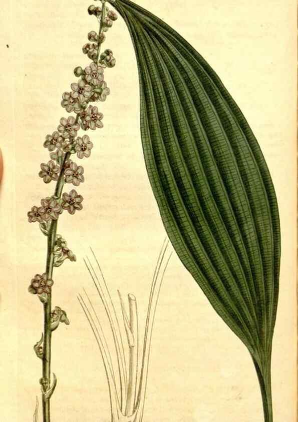 Reproducción/Reproduction 35129957536: Curtis's botanical magazine.. London ; New York [etc.] :Academic Press [etc.]