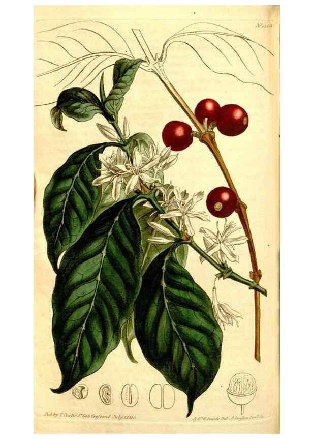 Reproducción/Reproduction 34324956124: Curtis's botanical magazine.. London ; New York [etc.] :Academic Press [etc.]