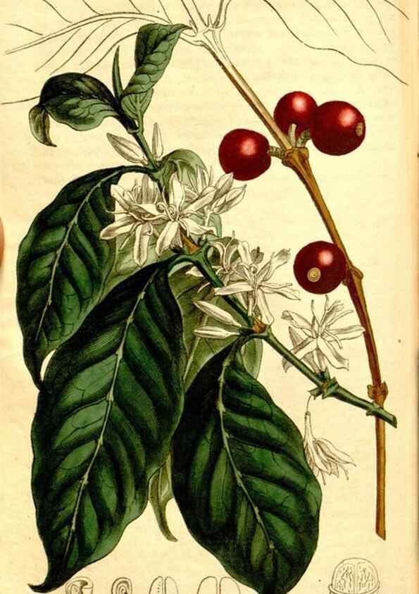 Reproducción/Reproduction 34324956124: Curtis's botanical magazine.. London ; New York [etc.] :Academic Press [etc.]