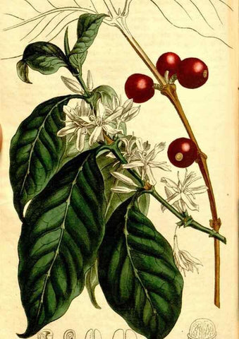 Reproducción/Reproduction 34324956124: Curtis's botanical magazine.. London ; New York [etc.] :Academic Press [etc.]