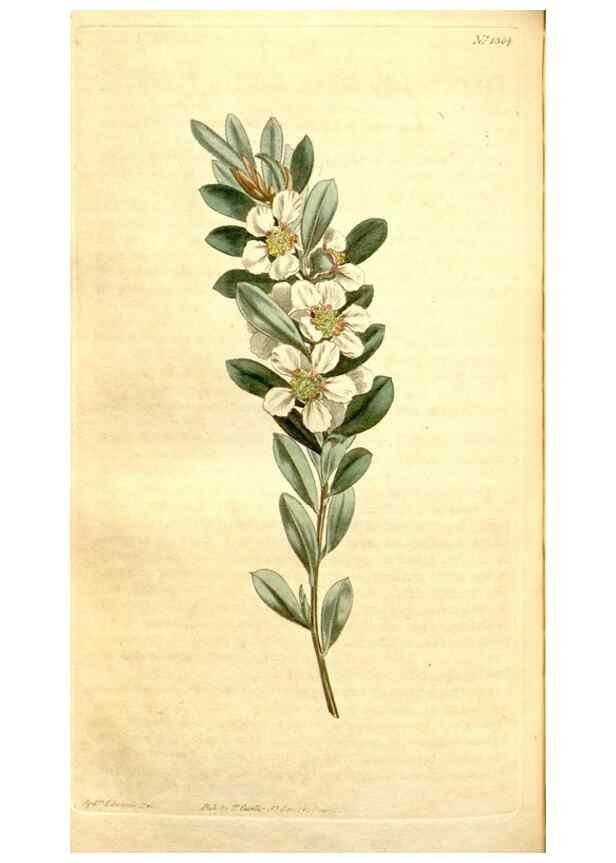 Reproducción/Reproduction 34360326603: Curtis's botanical magazine.. London ; New York [etc.] :Academic Press [etc.]