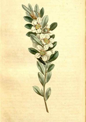 Reproducción/Reproduction 34360326603: Curtis's botanical magazine.. London ; New York [etc.] :Academic Press [etc.]