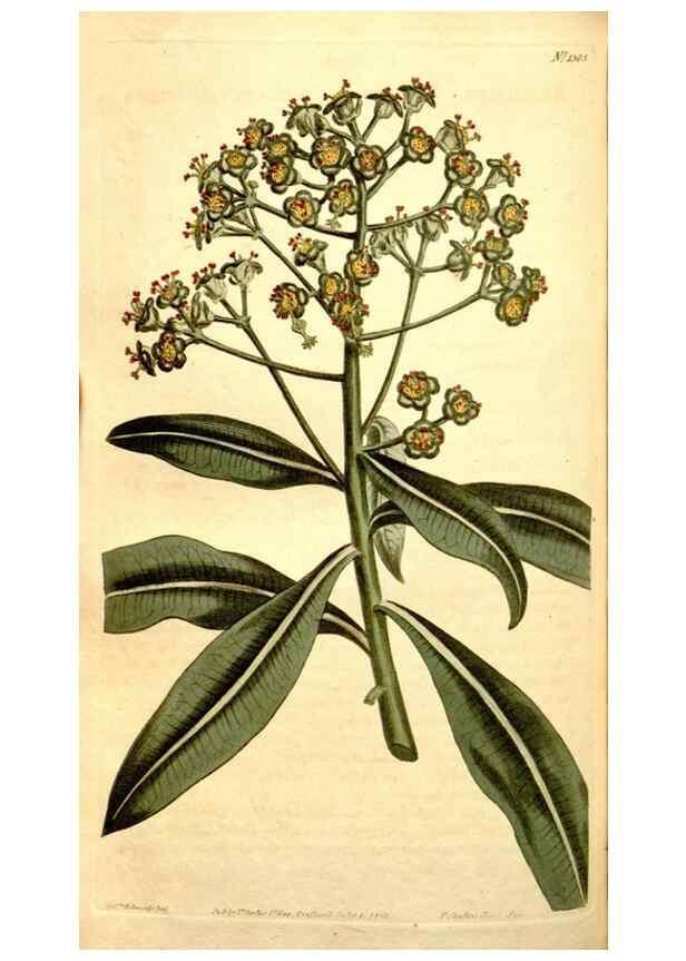 Reproducción/Reproduction 35039159231: Curtis's botanical magazine.. London ; New York [etc.] :Academic Press [etc.]