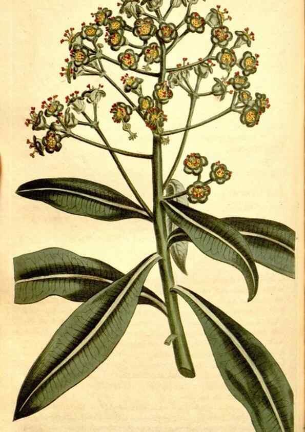 Reproducción/Reproduction 35039159231: Curtis's botanical magazine.. London ; New York [etc.] :Academic Press [etc.]