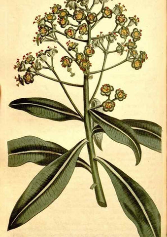 Reproducción/Reproduction 35039159231: Curtis's botanical magazine.. London ; New York [etc.] :Academic Press [etc.]