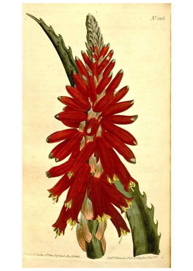 Reproducción/Reproduction 34783423650: Curtis's botanical magazine.. London ; New York [etc.] :Academic Press [etc.]