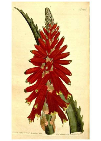 Reproducción/Reproduction 34783423650: Curtis's botanical magazine.. London ; New York [etc.] :Academic Press [etc.]