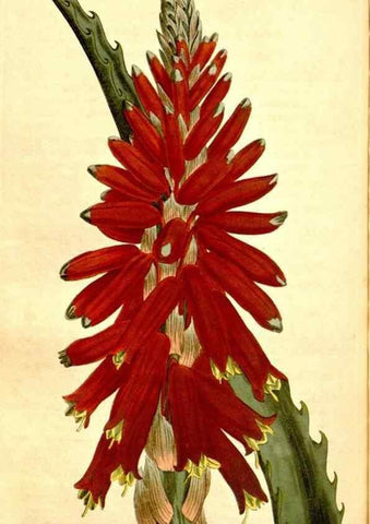 Reproducción/Reproduction 34783423650: Curtis's botanical magazine.. London ; New York [etc.] :Academic Press [etc.]