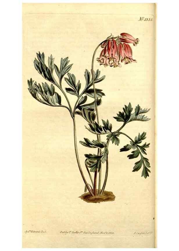 Reproducción/Reproduction 35039274841: Curtis's botanical magazine.. London ; New York [etc.] :Academic Press [etc.]