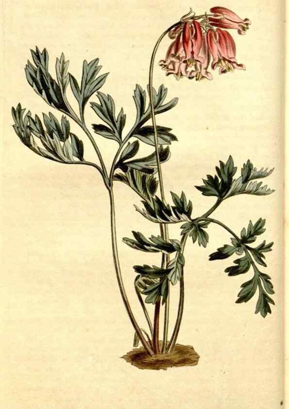 Reproducción/Reproduction 35039274841: Curtis's botanical magazine.. London ; New York [etc.] :Academic Press [etc.]