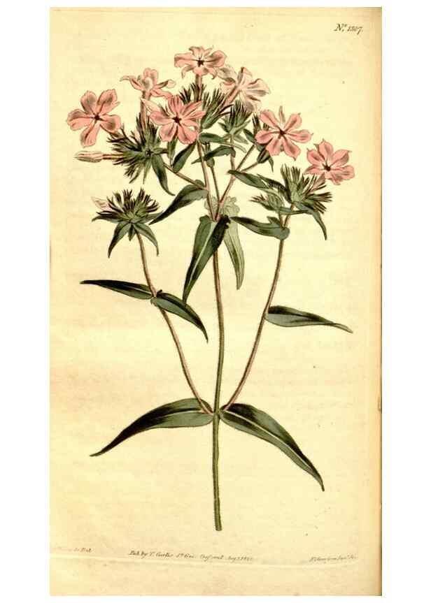Reproducción/Reproduction 35129963776: Curtis's botanical magazine.. London ; New York [etc.] :Academic Press [etc.]