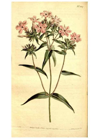 Reproducción/Reproduction 35129963776: Curtis's botanical magazine.. London ; New York [etc.] :Academic Press [etc.]