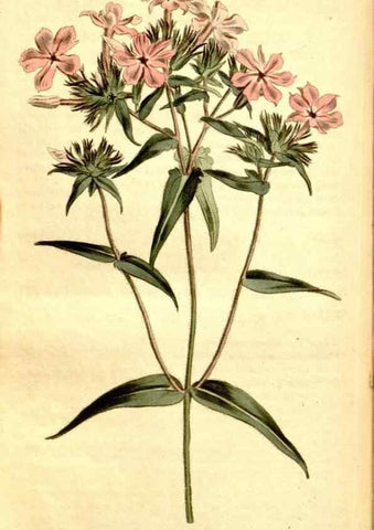 Reproducción/Reproduction 35129963776: Curtis's botanical magazine.. London ; New York [etc.] :Academic Press [etc.]