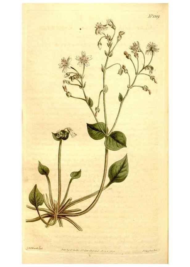 Reproducción/Reproduction 35129966536: Curtis's botanical magazine.. London ; New York [etc.] :Academic Press [etc.]