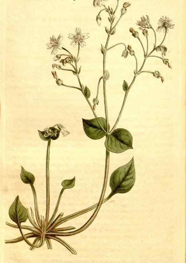 Reproducción/Reproduction 35129966536: Curtis's botanical magazine.. London ; New York [etc.] :Academic Press [etc.]
