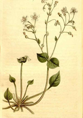 Reproducción/Reproduction 35129966536: Curtis's botanical magazine.. London ; New York [etc.] :Academic Press [etc.]