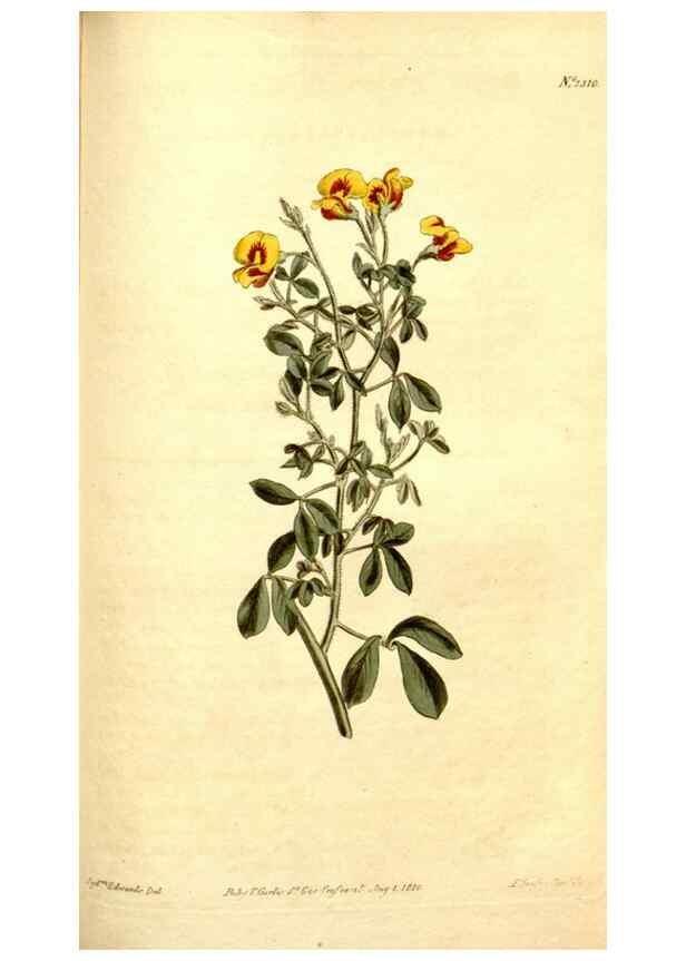 Reproducción/Reproduction 35005044342: Curtis's botanical magazine.. London ; New York [etc.] :Academic Press [etc.]