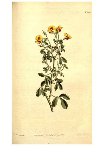 Reproducción/Reproduction 35005044342: Curtis's botanical magazine.. London ; New York [etc.] :Academic Press [etc.]