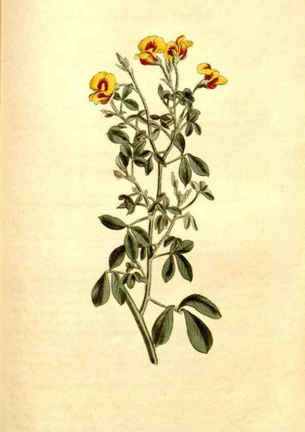 Reproducción/Reproduction 35005044342: Curtis's botanical magazine.. London ; New York [etc.] :Academic Press [etc.]