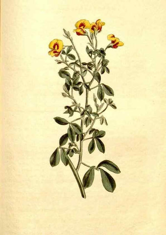 Reproducción/Reproduction 35005044342: Curtis's botanical magazine.. London ; New York [etc.] :Academic Press [etc.]