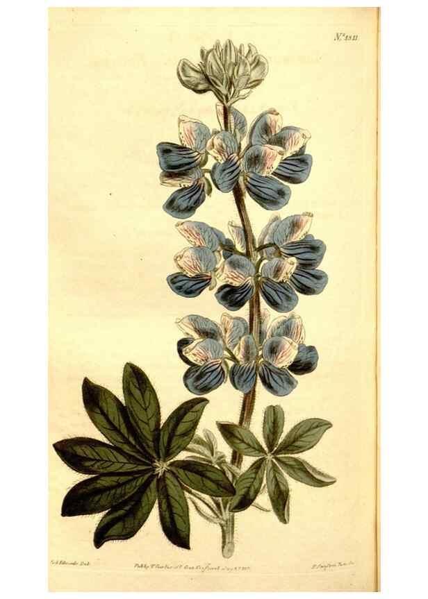 Reproducción/Reproduction 35005046862: Curtis's botanical magazine.. London ; New York [etc.] :Academic Press [etc.]