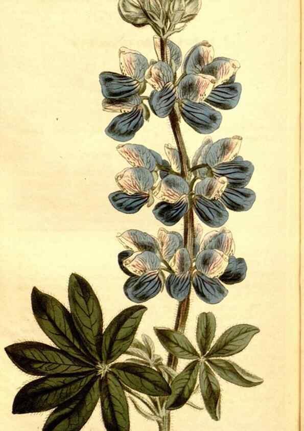 Reproducción/Reproduction 35005046862: Curtis's botanical magazine.. London ; New York [etc.] :Academic Press [etc.]