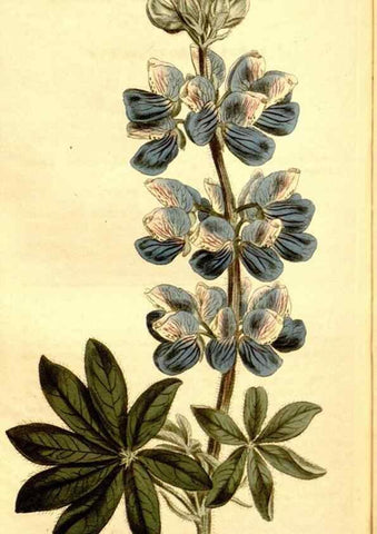Reproducción/Reproduction 35005046862: Curtis's botanical magazine.. London ; New York [etc.] :Academic Press [etc.]