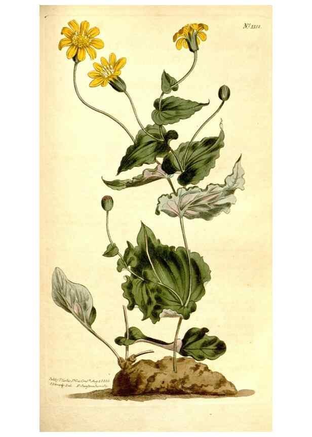 Reproducción/Reproduction 34360343283: Curtis's botanical magazine.. London ; New York [etc.] :Academic Press [etc.]