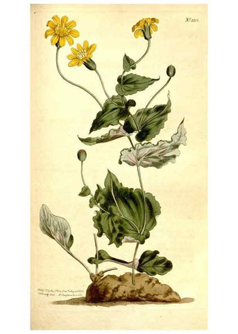 Reproducción/Reproduction 34360343283: Curtis's botanical magazine.. London ; New York [etc.] :Academic Press [etc.]