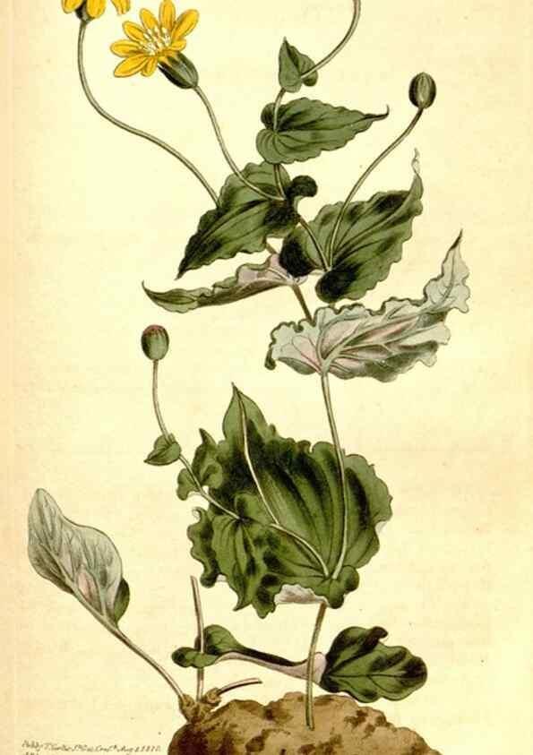 Reproducción/Reproduction 34360343283: Curtis's botanical magazine.. London ; New York [etc.] :Academic Press [etc.]