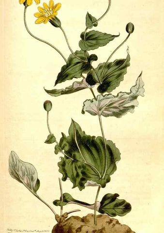 Reproducción/Reproduction 34360343283: Curtis's botanical magazine.. London ; New York [etc.] :Academic Press [etc.]