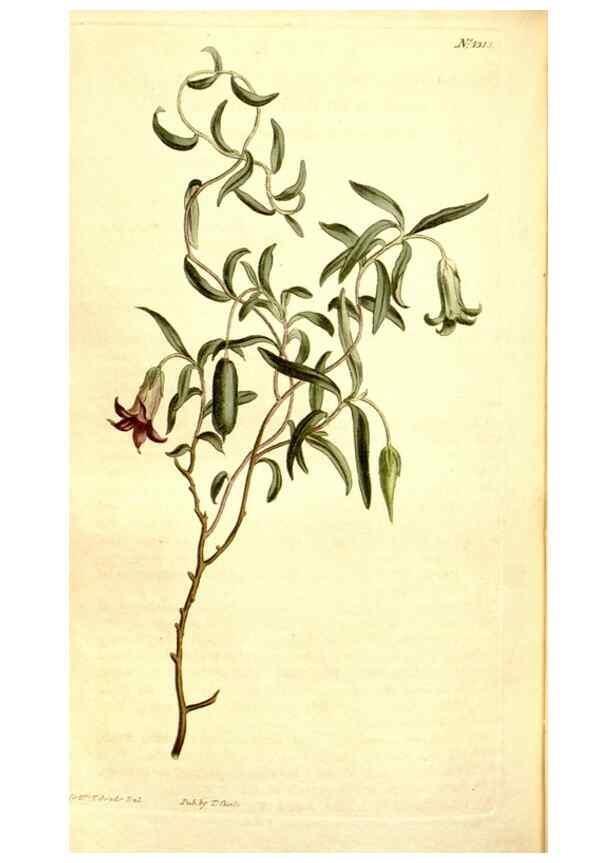 Reproducción/Reproduction 34360345473: Curtis's botanical magazine.. London ; New York [etc.] :Academic Press [etc.]